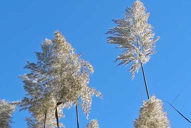 Phragmite